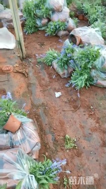 高度20厘米鼠尾草