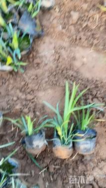 高度10厘米兰花三七草