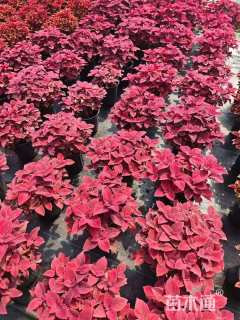 高度20厘米彩叶草