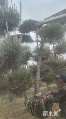 高度500厘米刺柏