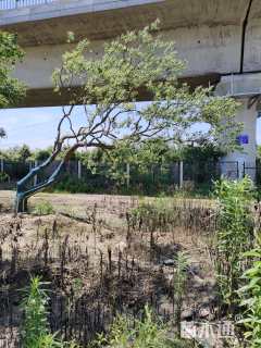 30公分造型乌桕