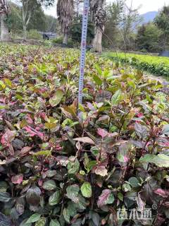 高度40厘米彩叶扶桑