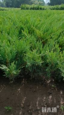 高度50厘米沙地柏