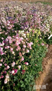 高度20厘米耧斗菜