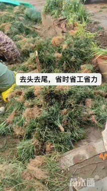 高度25厘米阔叶麦冬