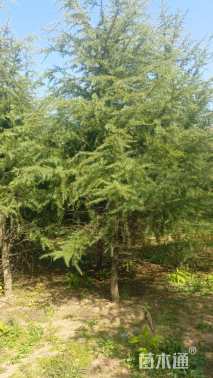 高度400厘米雪松