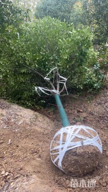 10公分红叶石楠