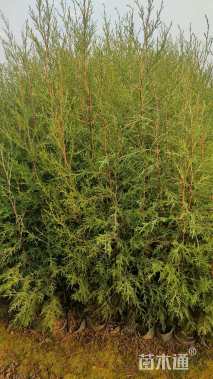 高度130厘米西藏柏木