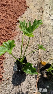 高度20厘米春羽