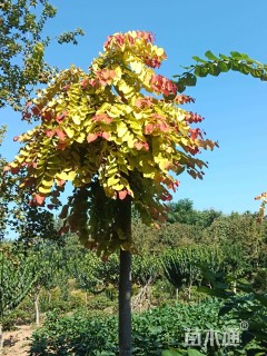 100公分加拿大紫荆