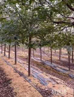 12公分红粉佳人樱