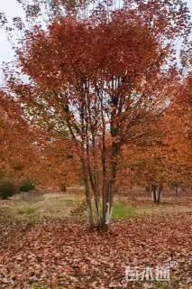 高度400厘米丛生美国红枫