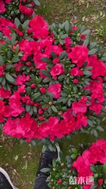 高度25厘米西洋杜鹃