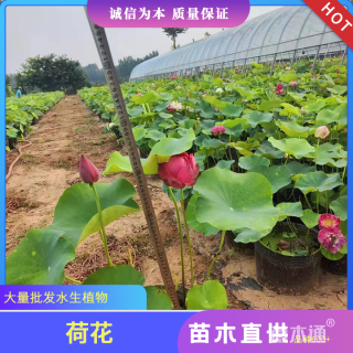 高度30厘米荷花