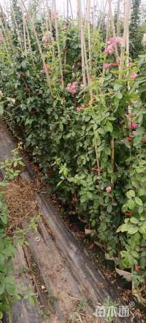 100厘米安吉拉月季