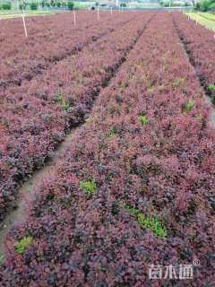 高度47厘米紫叶小檗