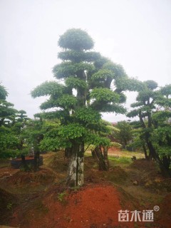 造型榆树