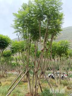 14公分(4杆)丛生蓝花楹