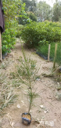 高度60厘米千头木麻黄