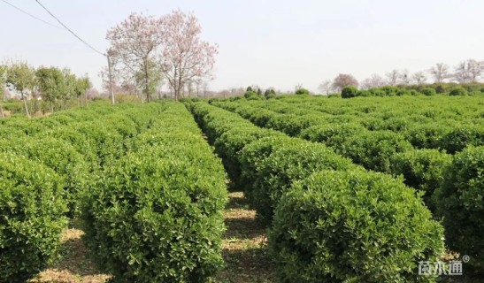 冠幅180厘米大叶黄杨球