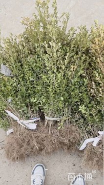 高度40厘米瓜子黄杨