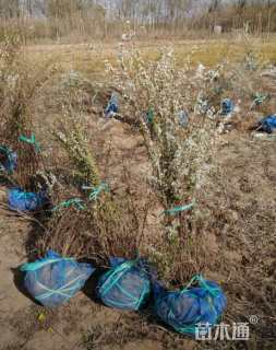 高度50厘米喷雪花