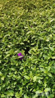 高度25厘米巴西野牡丹