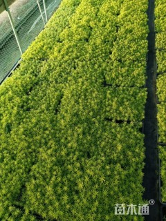 高度8厘米佛甲草