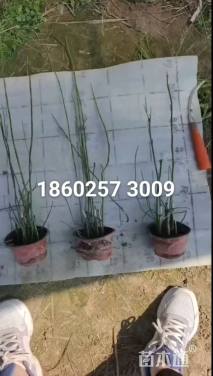 高度40厘米木贼