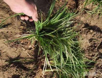 高度20厘米大花萱草