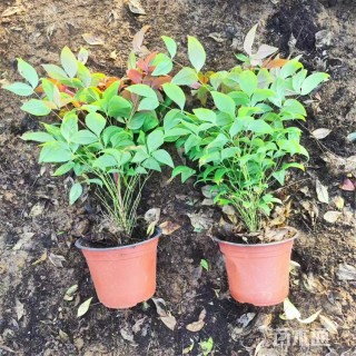 高度27厘米火焰南天竹