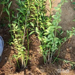 高度60厘米连翘小苗