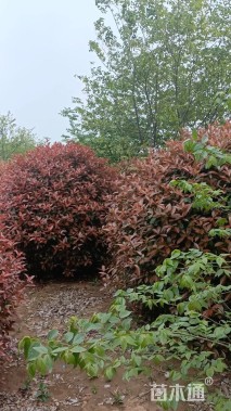 冠幅120厘米红叶石楠球