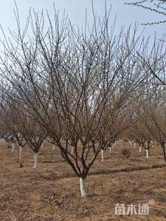 高度400厘米蜡梅