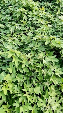 高度30厘米番薯小苗