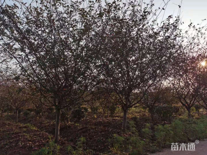 10公分垂丝海棠