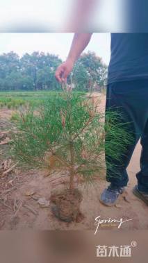 高度60厘米油松