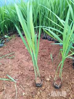 高度20厘米火星花