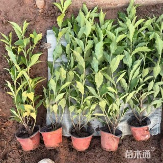 高度58厘米红王子锦带