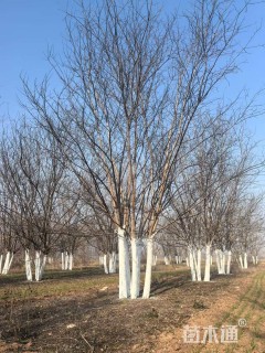 高度12厘米丛生国槐