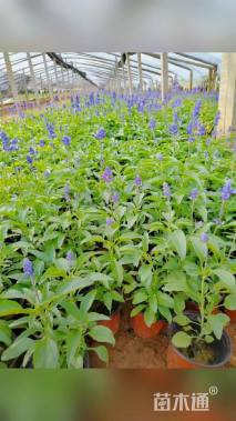 高度20厘米一串蓝