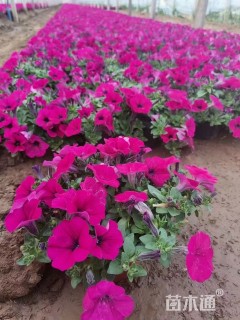 高度20厘米垂钓牵牛