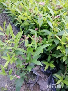 高度15厘米粉花绣线菊