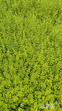 高度30厘米亮金女贞