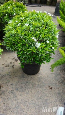 高度60厘米狗牙花