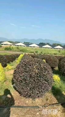 冠幅120厘米红花继木球