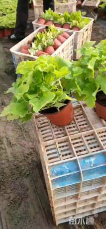 高度15厘米矾根