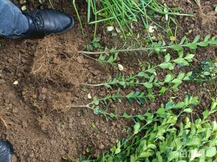 高度45厘米卫矛