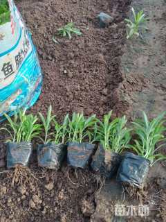 高度20厘米假龙头