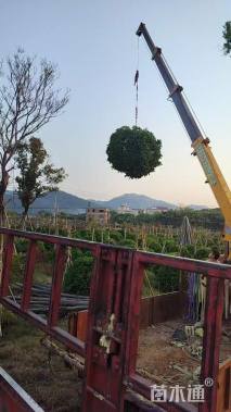 高度200厘米非洲茉莉